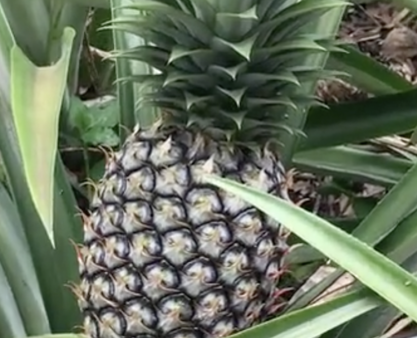 BAOR. Zumos y concentrados de Frutas y hortalizas | fabricante de ...